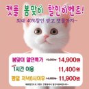 캣플헤븐 앨리웨이 광교점 네이버블로그