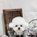 댕그랑댕 이미지