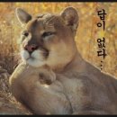 프리메라(primera)