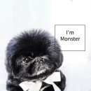 몬스터 페키니즈 이미지