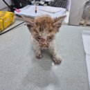 용성동물병원 이미지