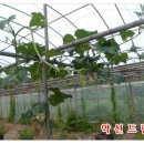 호복 농장 이미지