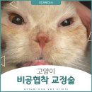 으뜸원동물병원 | 고양이 비공협착, 비공확장술 - 으뜸원동물병원 -
