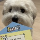 덕이펫
