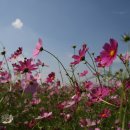 코스모스 이미지