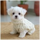 버디독 강아지분양 고양이분양 안심분양센터 인천점 이미지