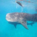 수성교 남서쪽 교통섬 | 세부 여행 후기 세부 오슬롭 고래상어 투어 모알보알 예약