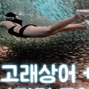 고고투어 네이버블로그