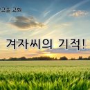 겨자씨의 기적(막 4:26-34) 이미지