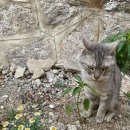 자연대로 이미지