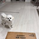 AIR PET | 🐾 Coody 반려견 에어텐트
