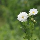 오늘의탄생화-(9월10일) 🌸 흰색 과꽃(China Aster) 이미지