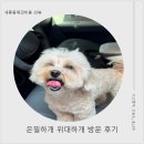 고인걸애견미용전문샵 | 미용만 집중하는 1인샵, 세류동애견미용 은밀하개 위대하개!위생 미용 다녀왔어요. 대만족후기