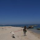 퍼피게스트하우스 | 20190502 늦은 양양 대형견숙박 퍼피게스트하우스 후기