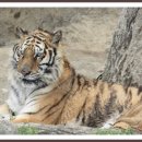 동물왕국 이미지