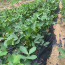 땅콩민박 이미지