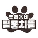 털뭉치들 이미지