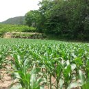 바우찹쌀농장 이미지