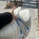 크린토피아 산성점 후기(영업시간/운동화, 이불 가격)