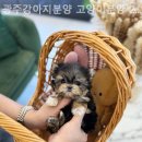 광주강아지분양 고양이분양 24시 데려가개본점 이미지