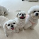 시오꾸꾸 이미지