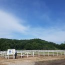 그루밍 스팟 | 서울 근교 힐링 승마, 용인말떼목장 🐎 | 서울승마체험, 먹이주기체험 모두 가능한 말떼목장 후기!