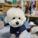 동그리멍 이미지