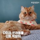 멋스럽개 이미지