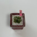 햇살다육꽃사랑 | 애선이네다육 코노피튬 키우기 감성플랜테리어 완성