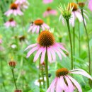 꽃이야기와 치유 이미지