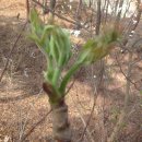 진경원민박캠핑장 이미지