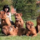 도그(DOGUE) 이미지