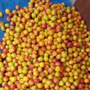 버드네농장 이미지