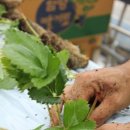 김이순농장 이미지