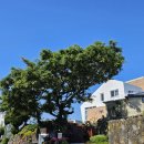 퐁낭그늘 이미지