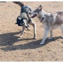 애견호텔 나무야 이미지