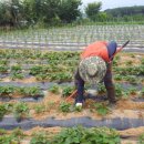 푸른솔 농장 이미지