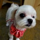 딸기펫살롱 이미지