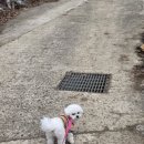 핑크강아지 | 강아지목줄 추천 메이킷 핑크 내돈내산 후기