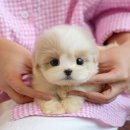 광주강아지분양 고양이분양 미유펫 본점 이미지