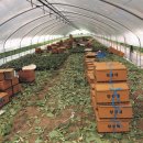 에이스 안성팜 이미지