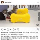 메리펫 애견유치원 이미지