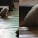 뽀시래기 이미지