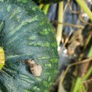 파근파근 아지지망 단호박 50% 맛보기 이벤트 이미지