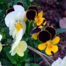 서산중앙병원 이미지