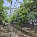 구룡리농장 이미지