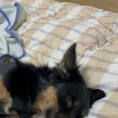 리프레쉬독 이미지