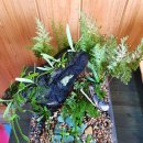 제주로뎀나무하우스 이미지