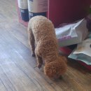 이향애견살롱 이미지