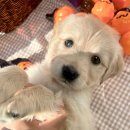 오독안심분양센터 강아지분양 고양이분양 대구점 이미지